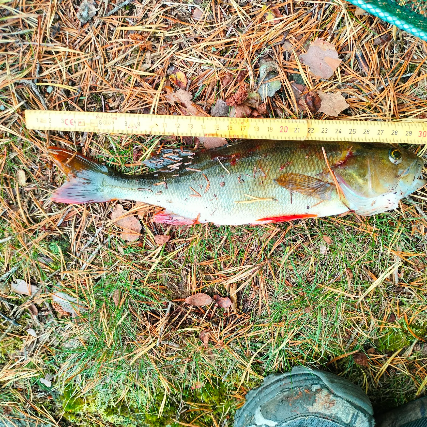 European perch caught on Fishbrain