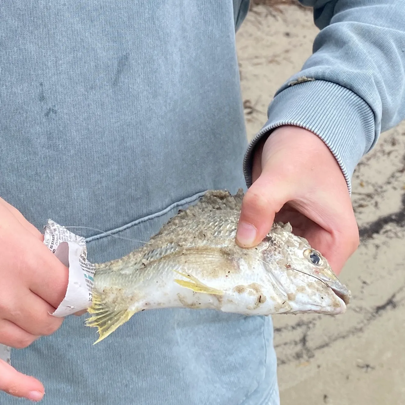 Surf bream caught on Fishbrain