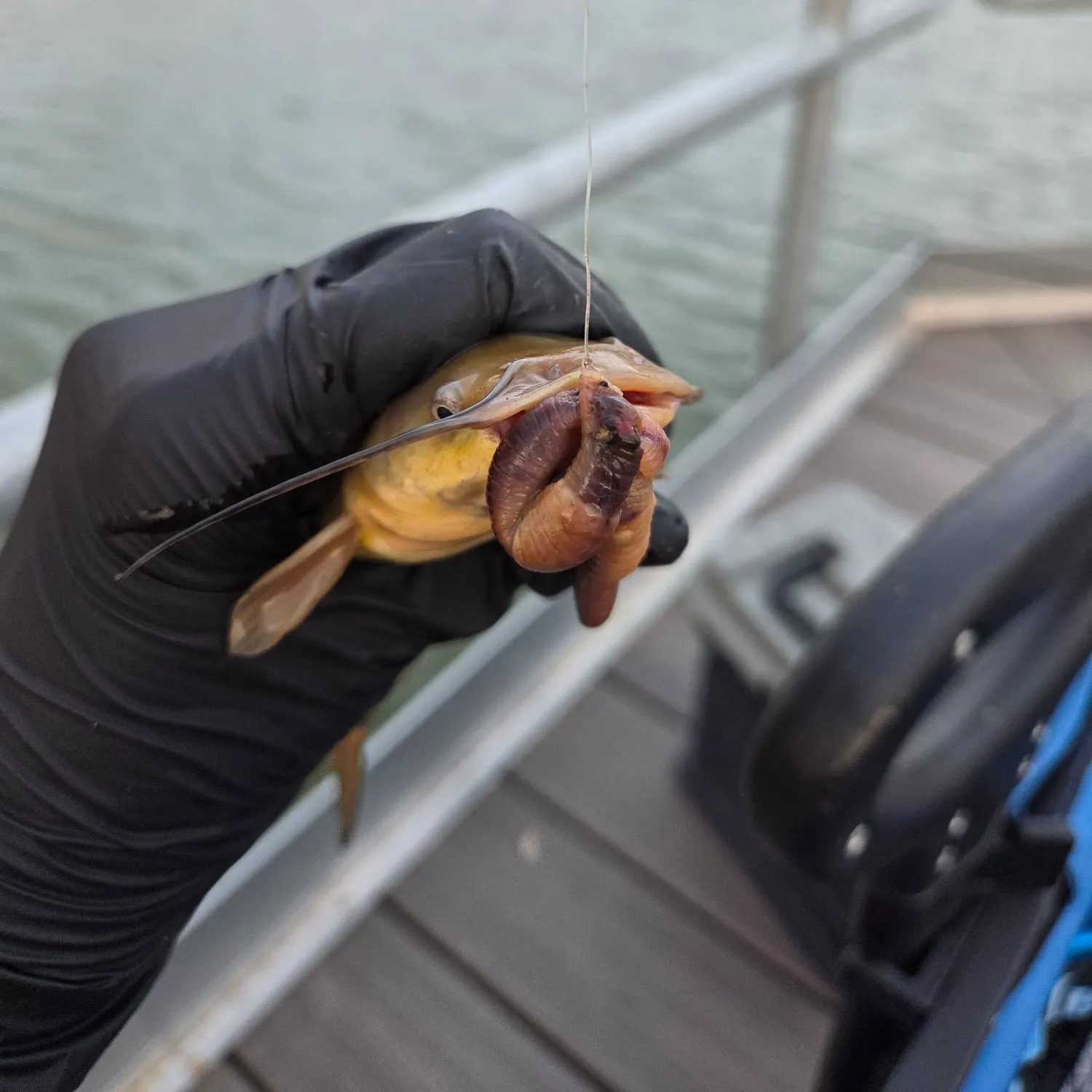 Black bullhead caught on Fishbrain