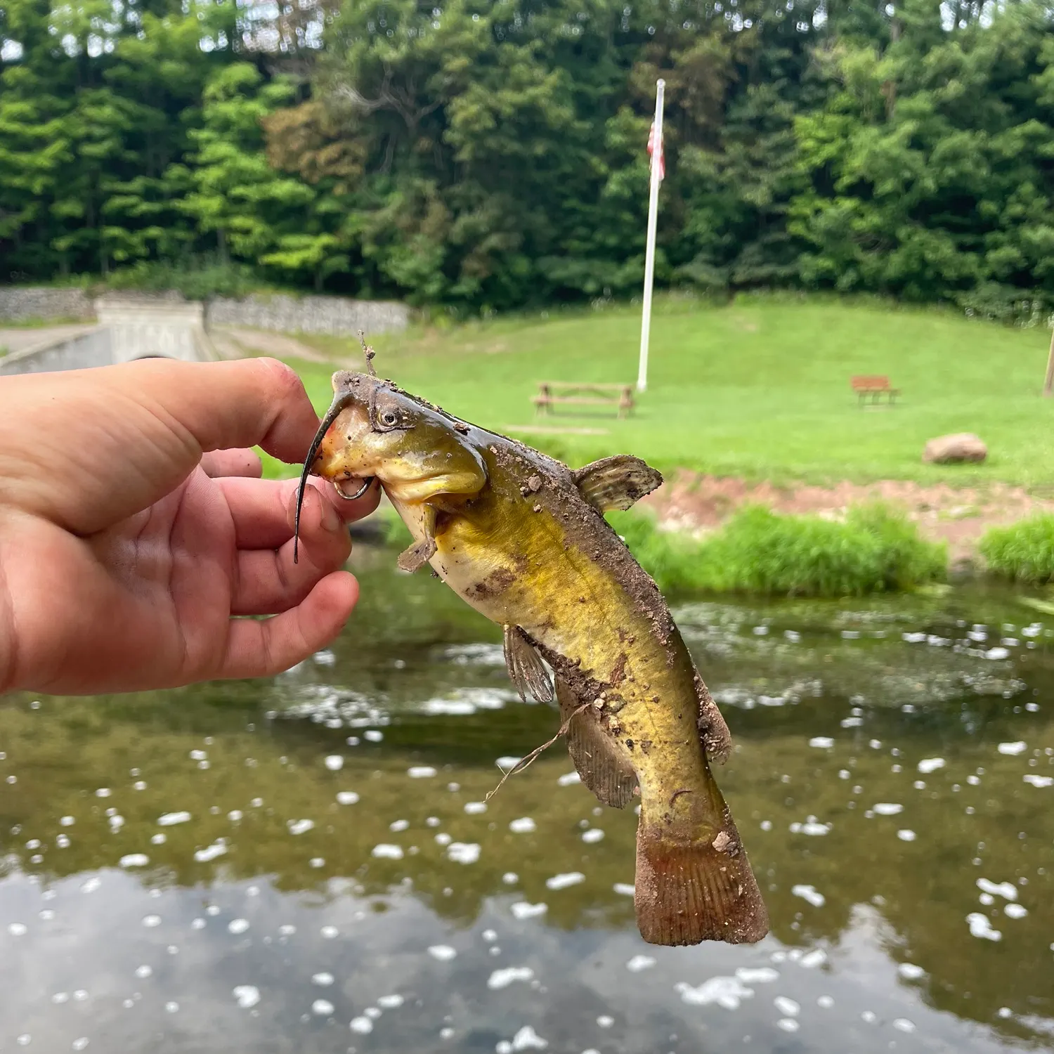 The most recent Yellow bullhead catches on Fishbrain