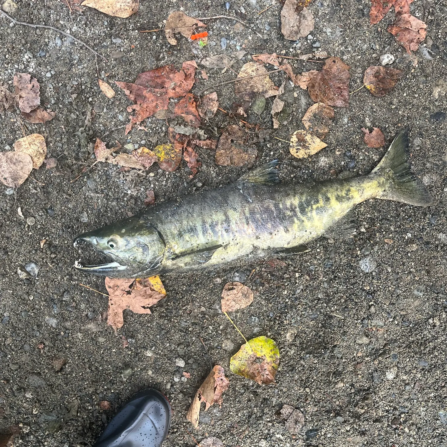 Chum salmon caught on Fishbrain