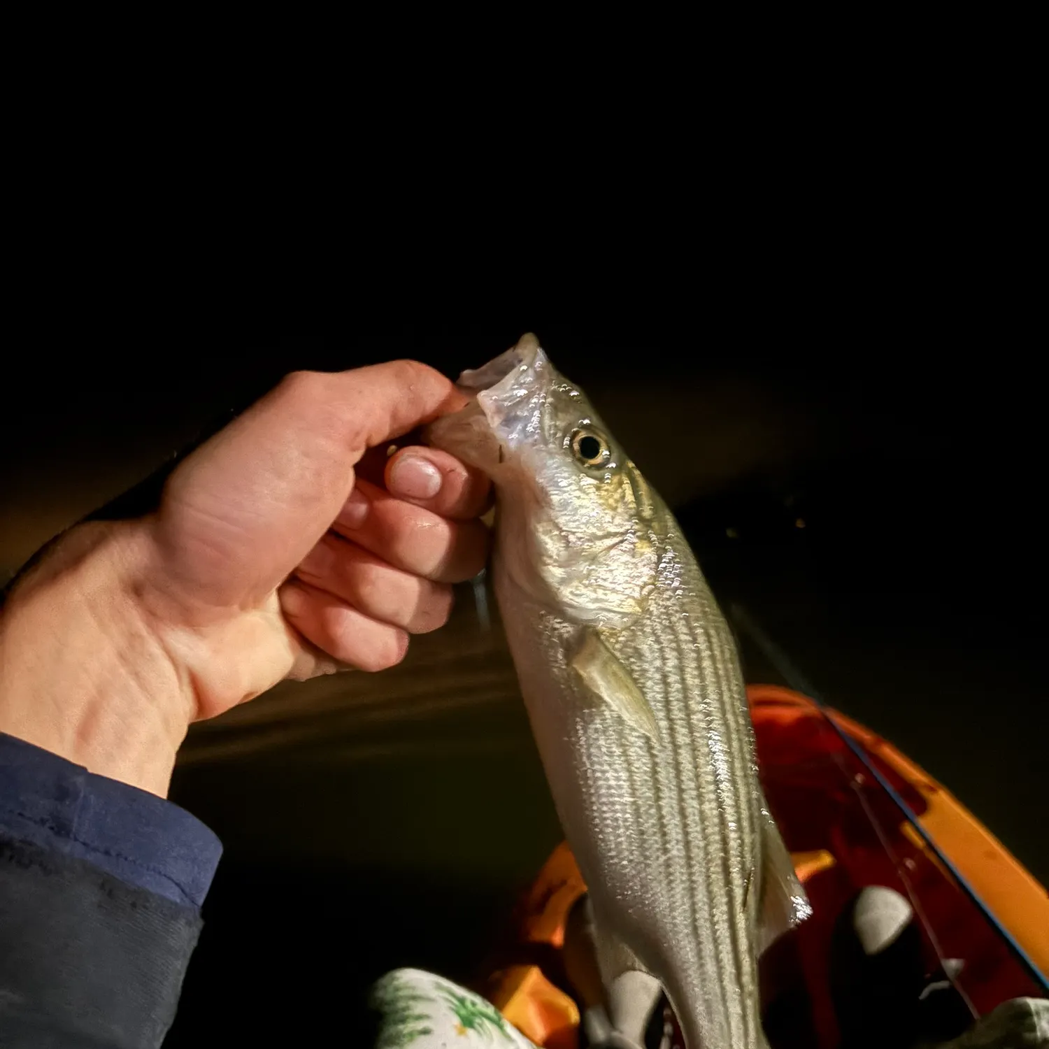 Striped bass caught on Fishbrain