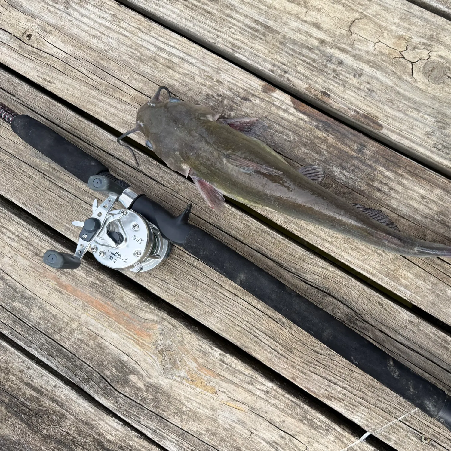 Channel catfish caught on Fishbrain