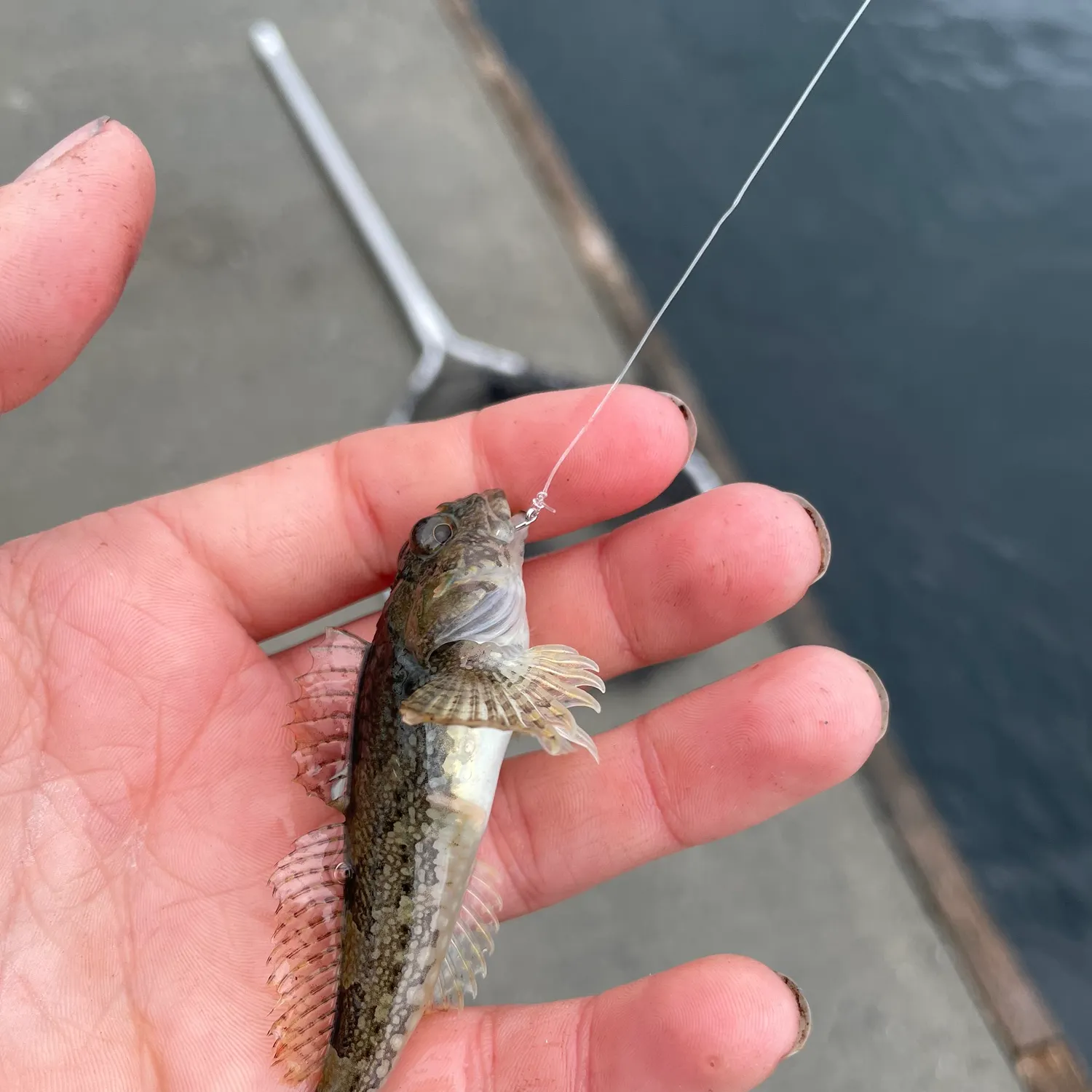 The most recent Brown Irish lord catches on Fishbrain