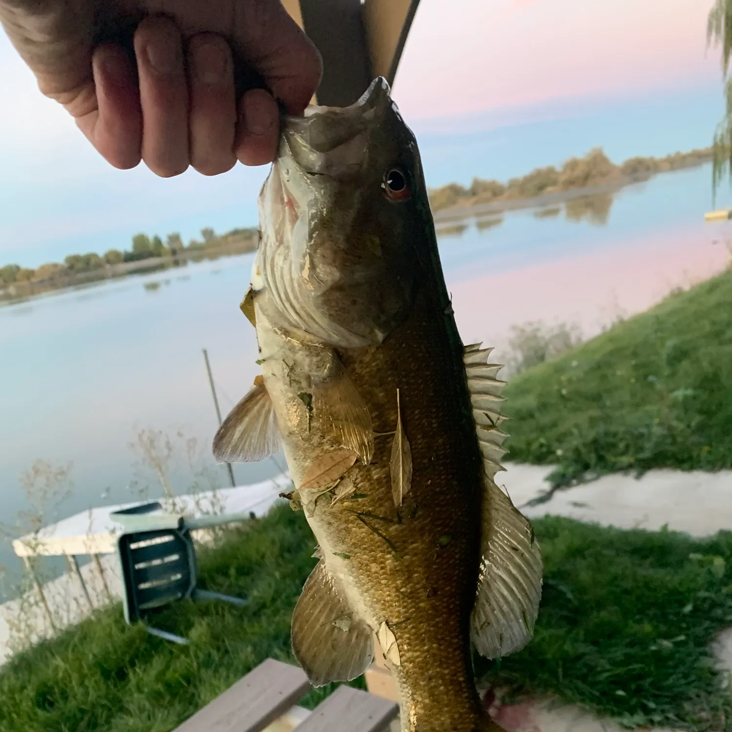 Smallmouth bass caught on Fishbrain