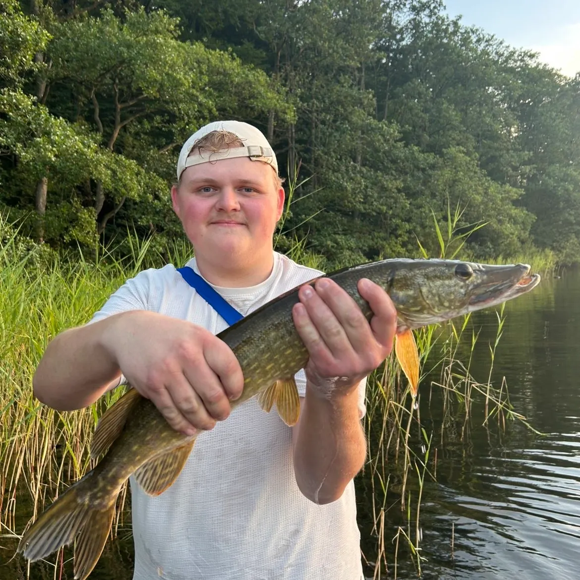Northern pike caught on Fishbrain