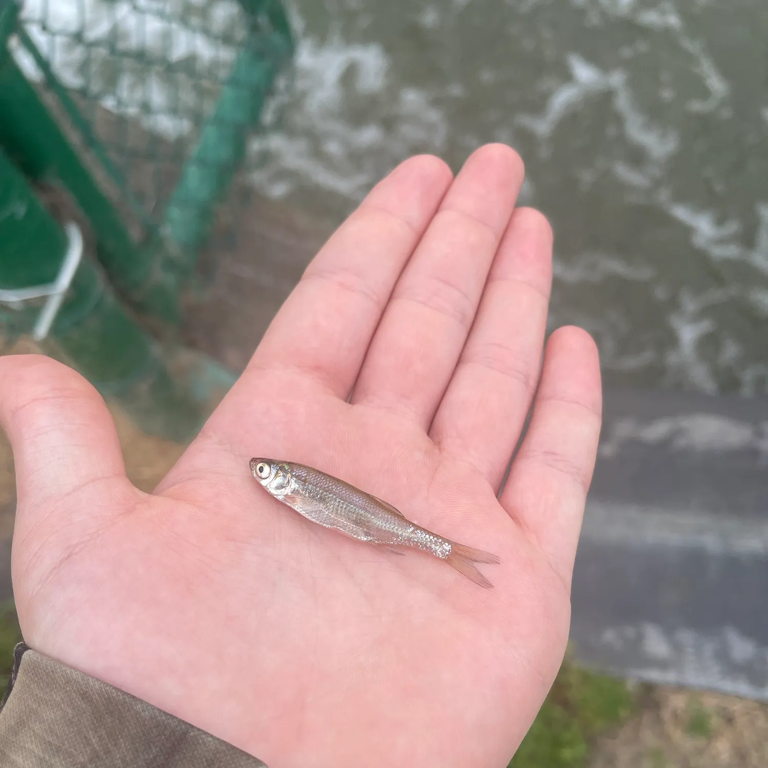 Eastern silvery minnow caught on Fishbrain