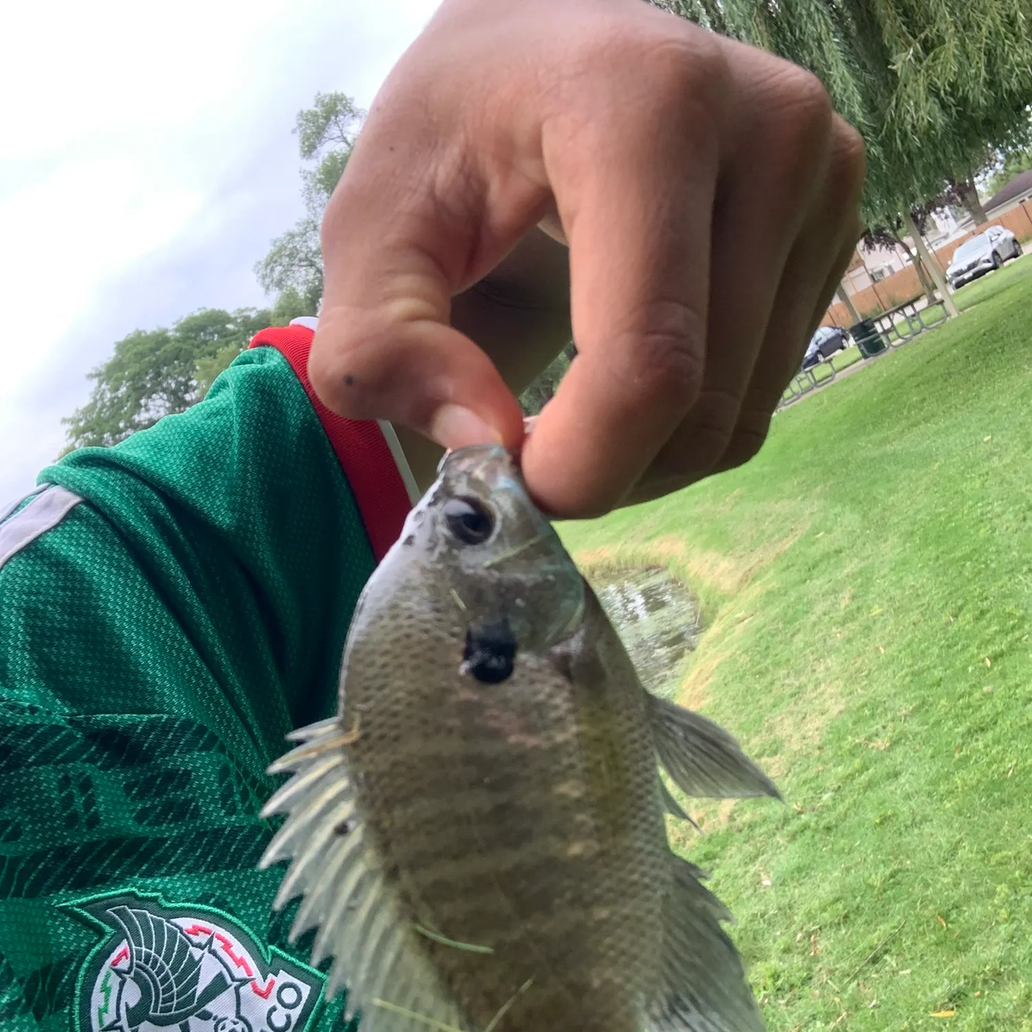 Bluegill caught on Fishbrain