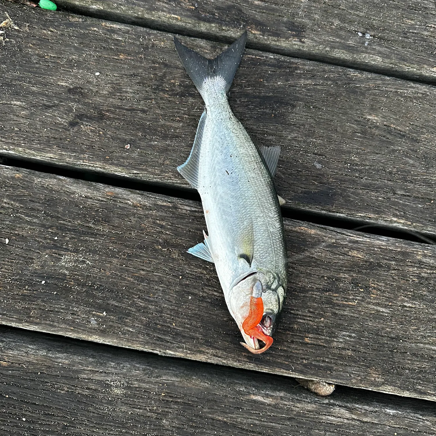 The most recent Bluefish catches on Fishbrain