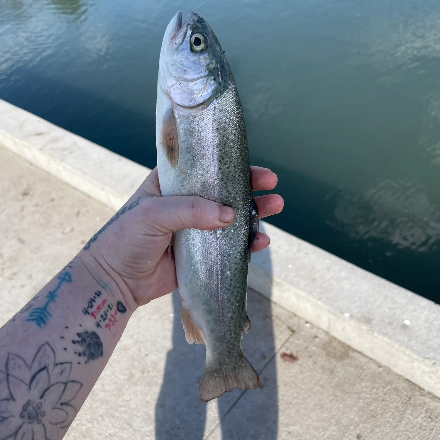 recently logged catches