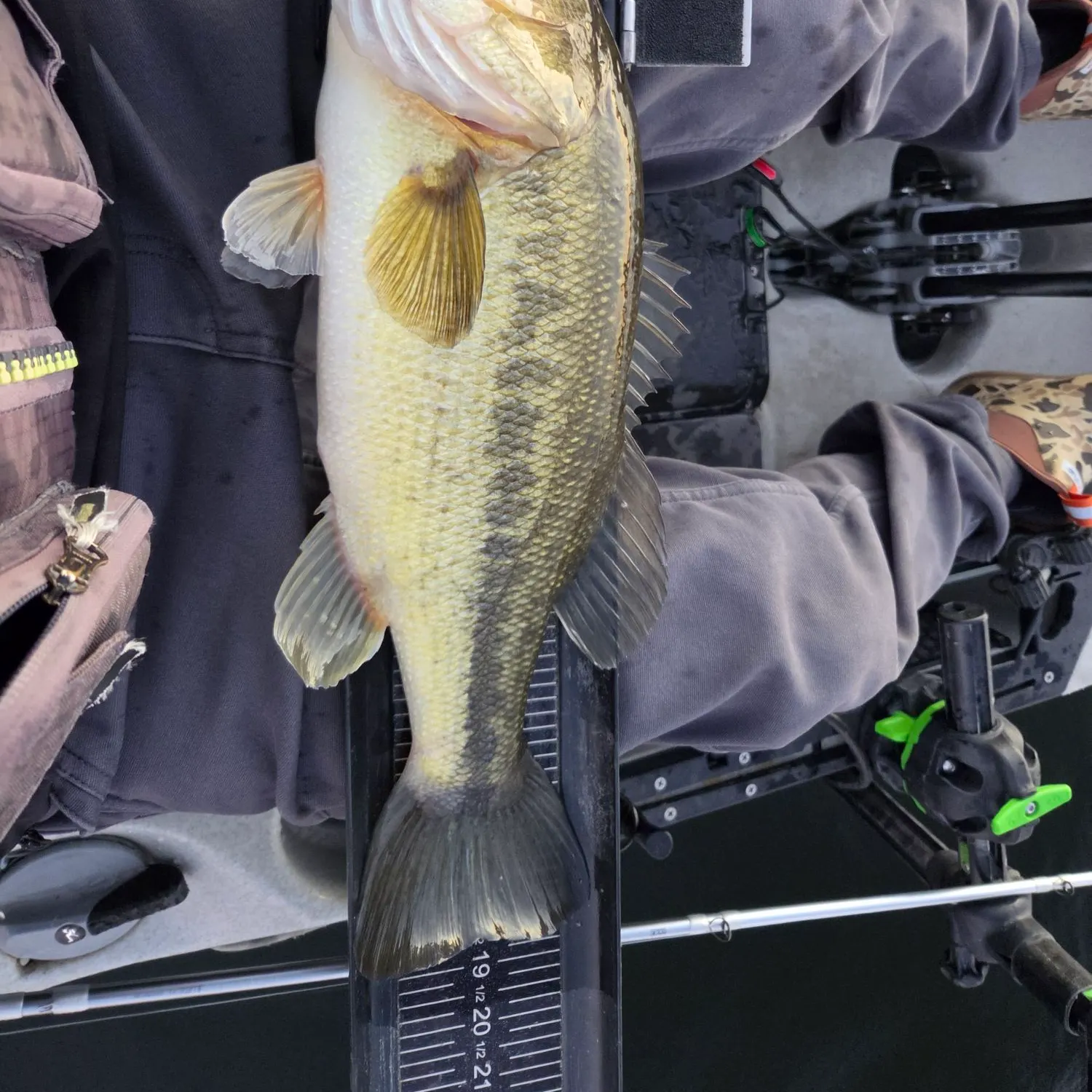 Largemouth bass caught on Fishbrain