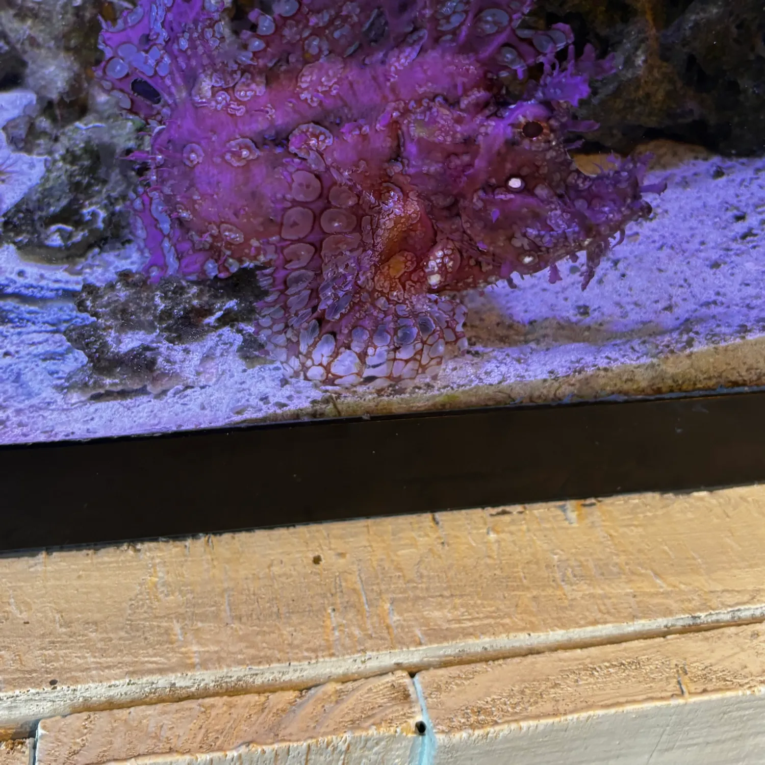 The most recent Red lionfish catches on Fishbrain