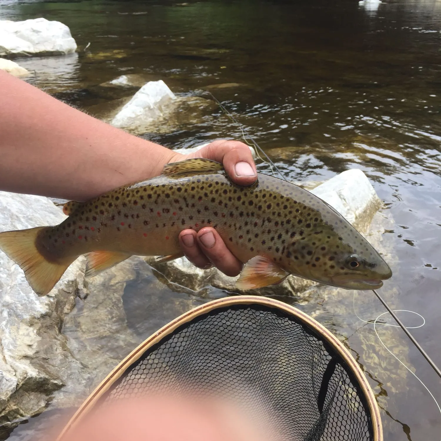 recently logged catches