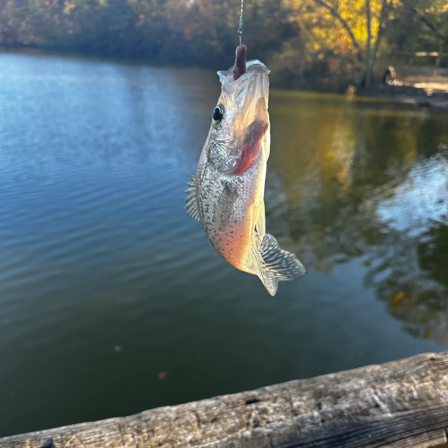 White crappie caught on Fishbrain