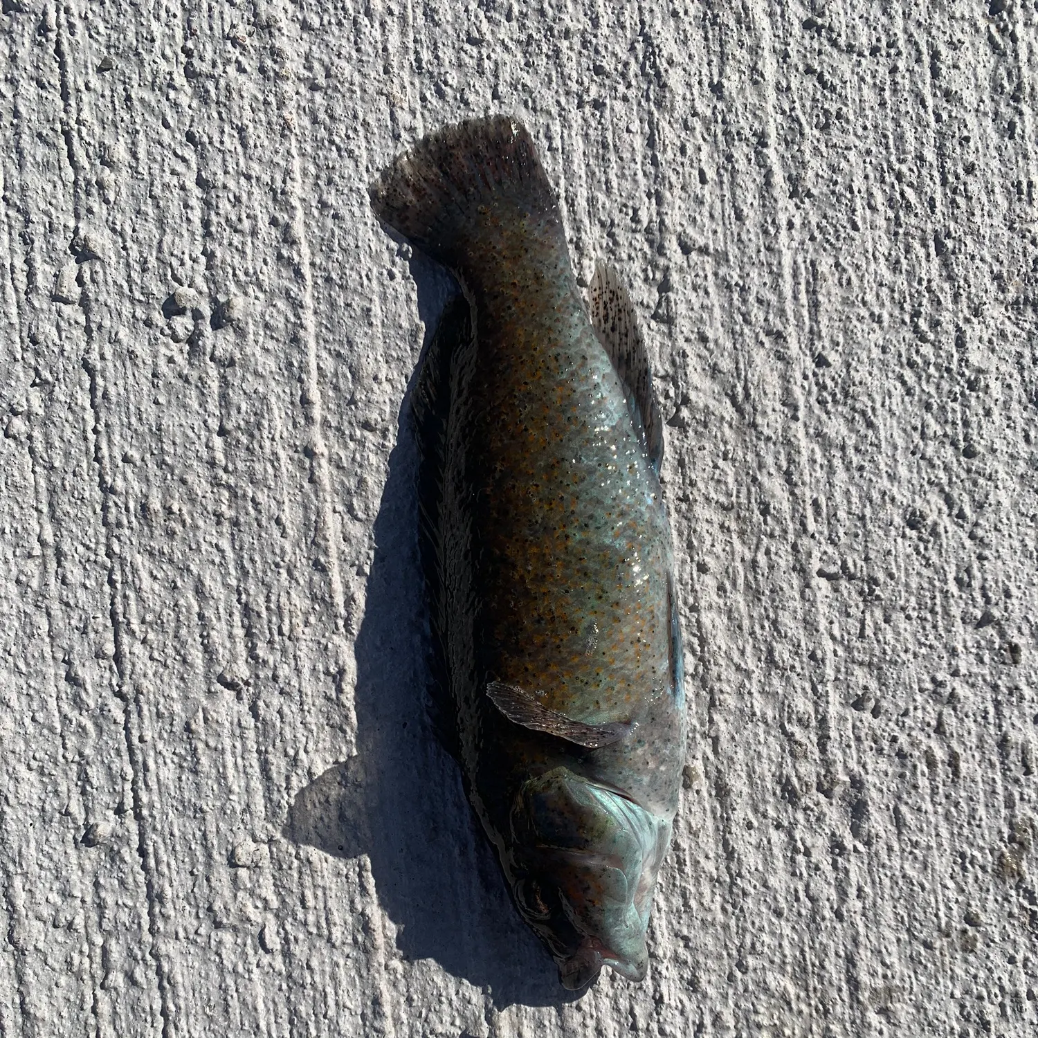 Cunner caught on Fishbrain