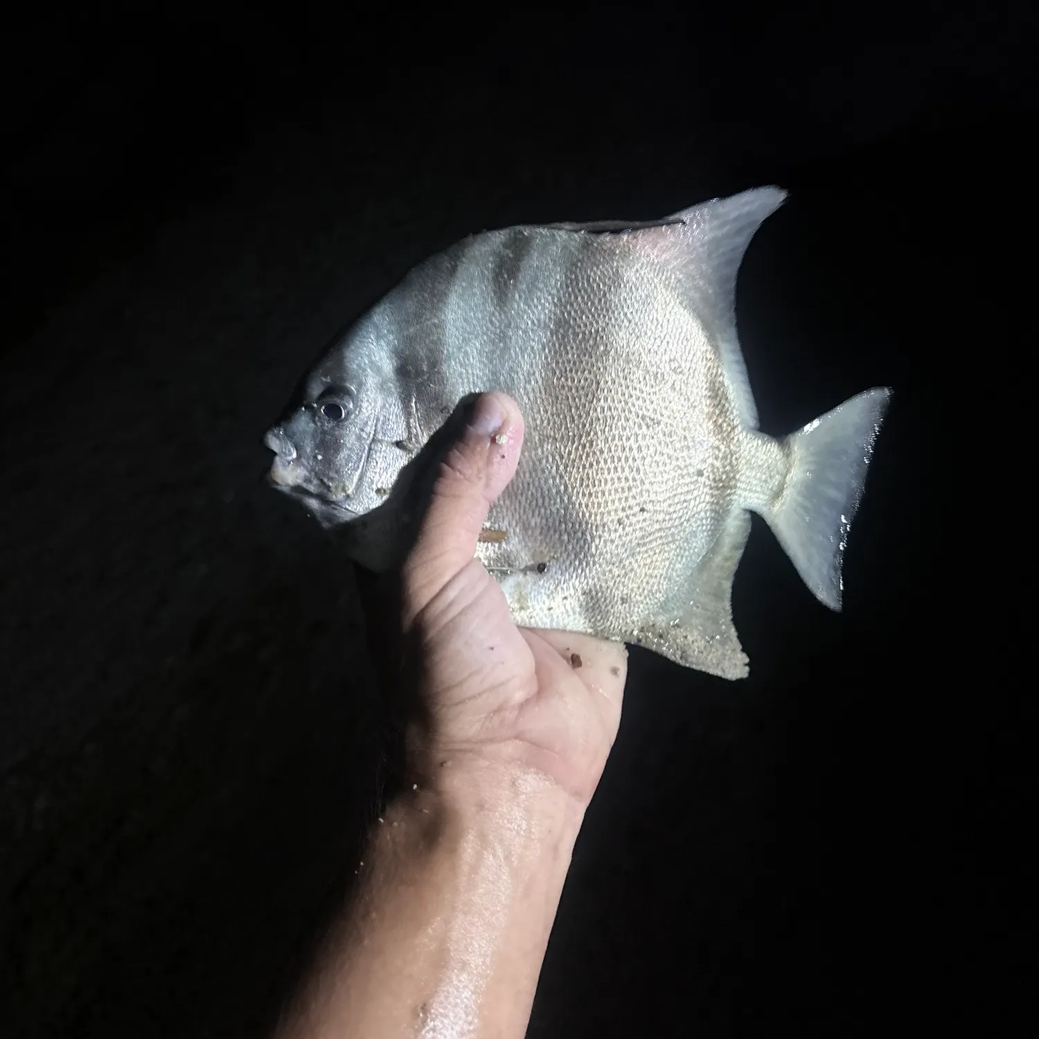 The most recent Atlantic spadefish catches on Fishbrain