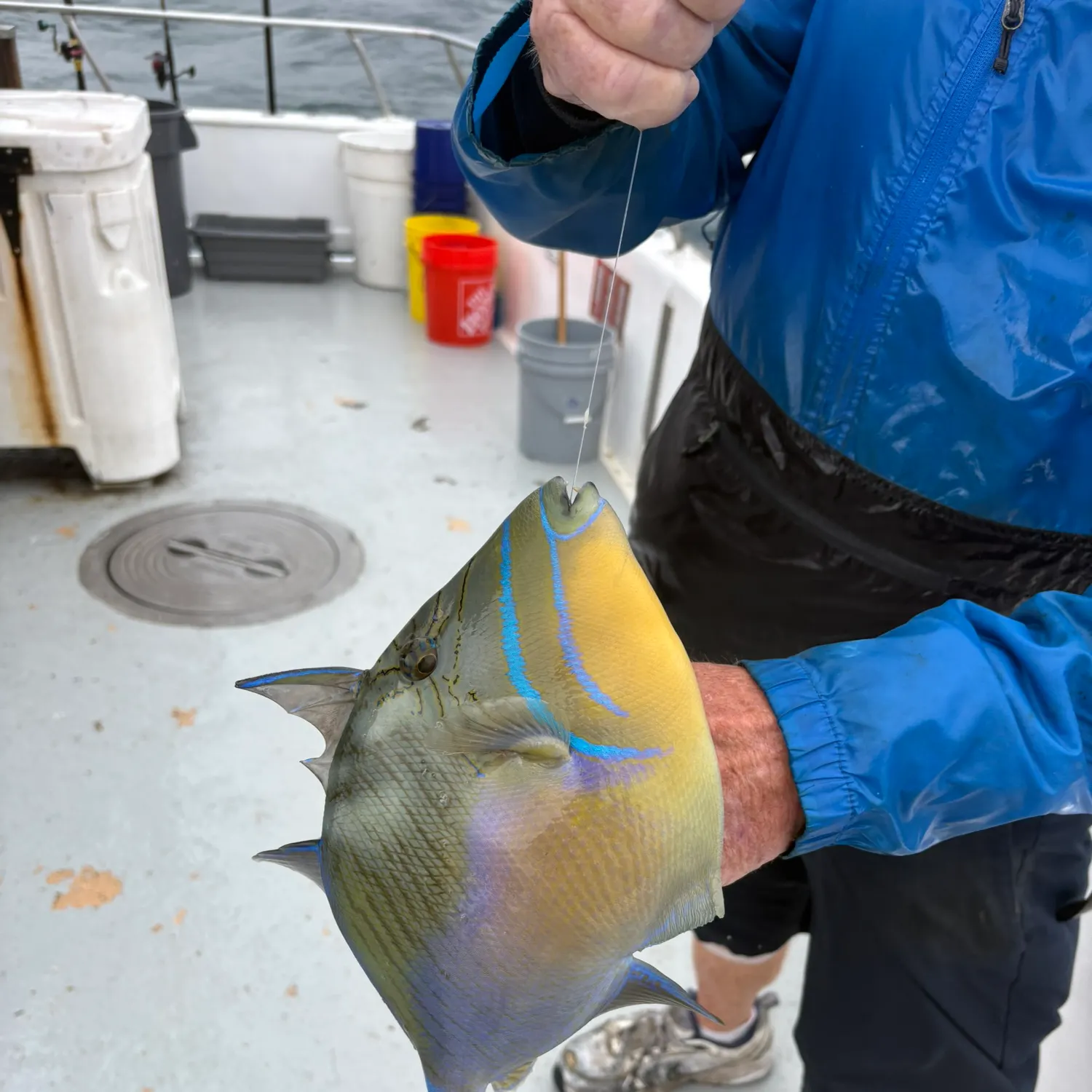 The most recent Queen triggerfish catches on Fishbrain