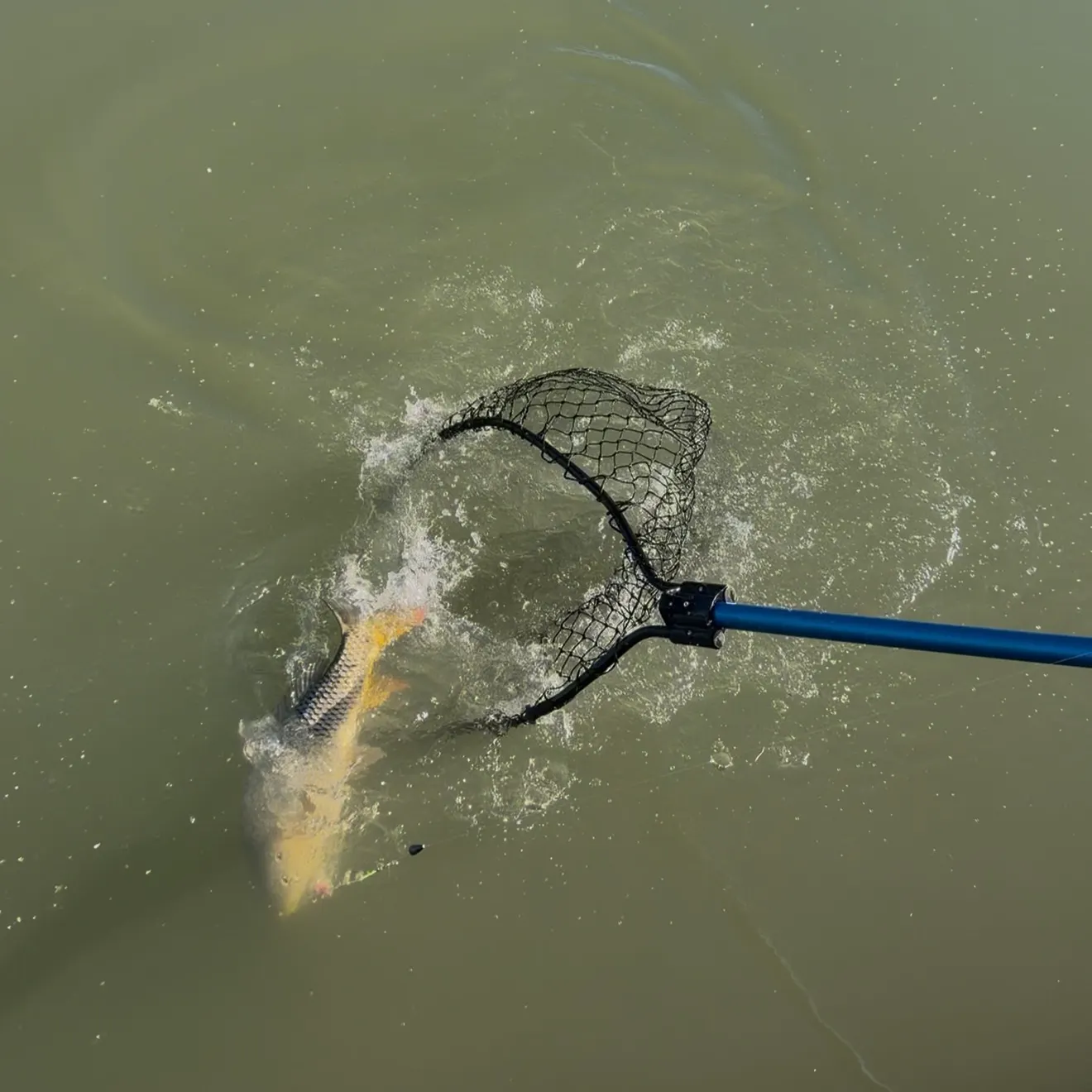 The most recent Common carp catches on Fishbrain