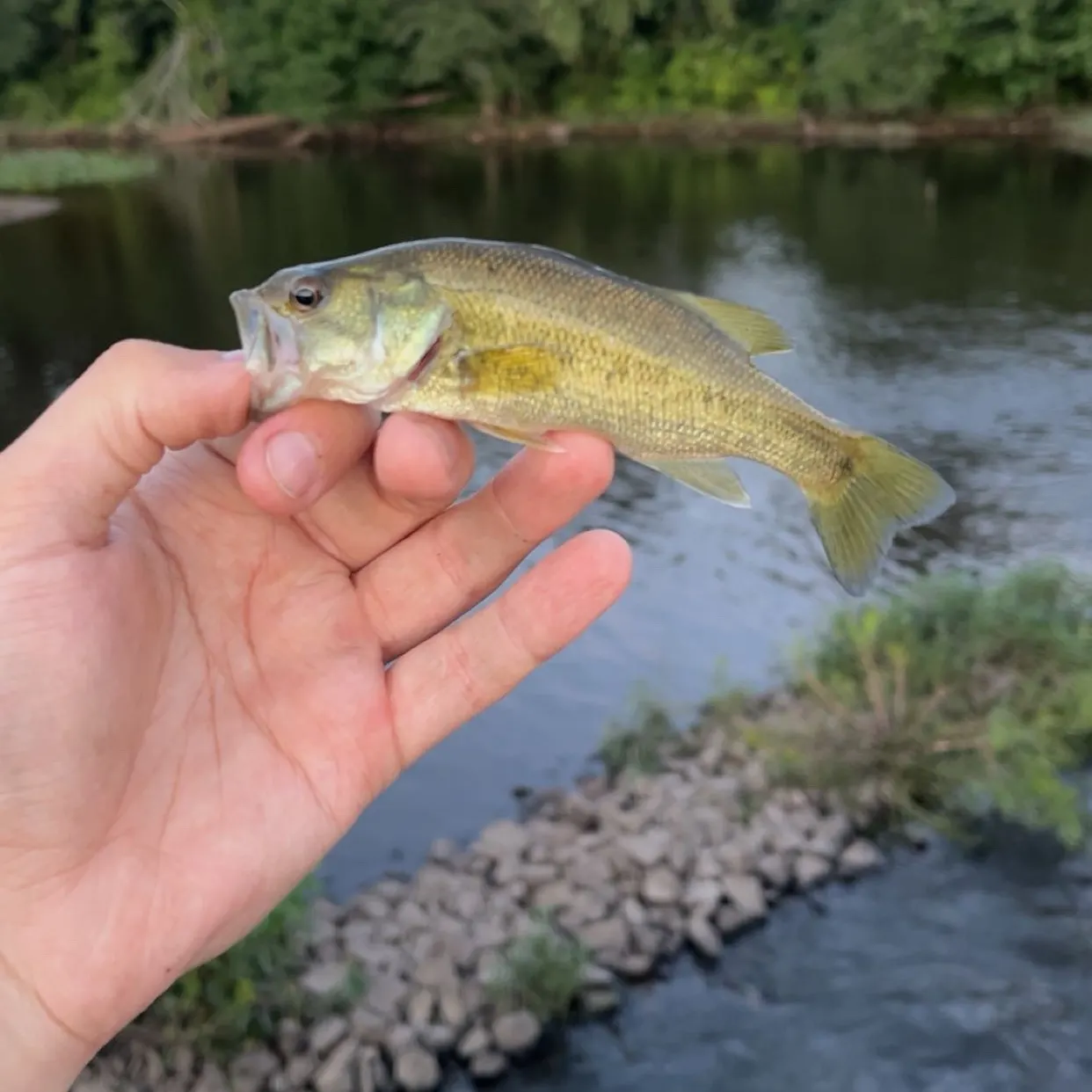 Largemouth bass caught on Fishbrain