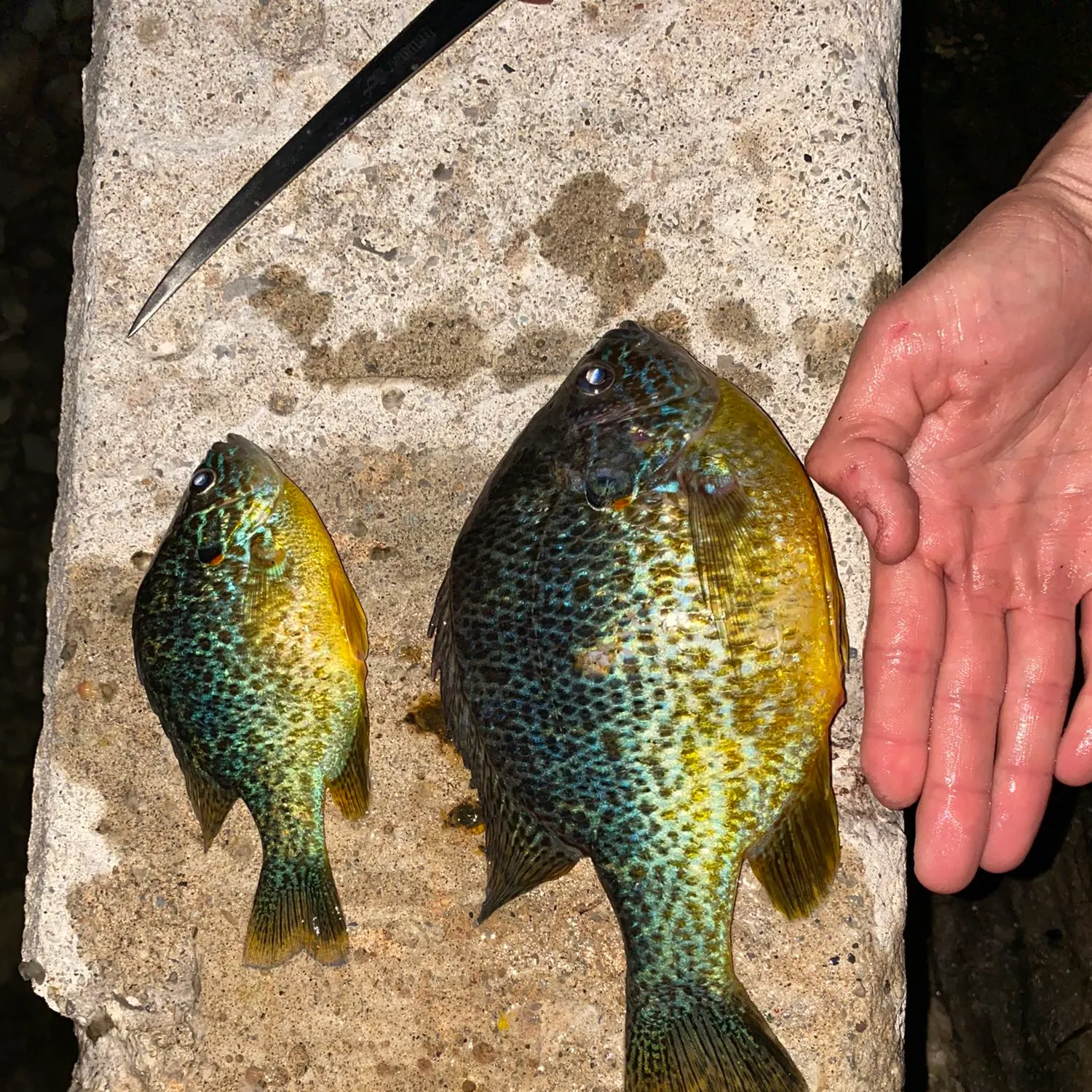 recently logged catches