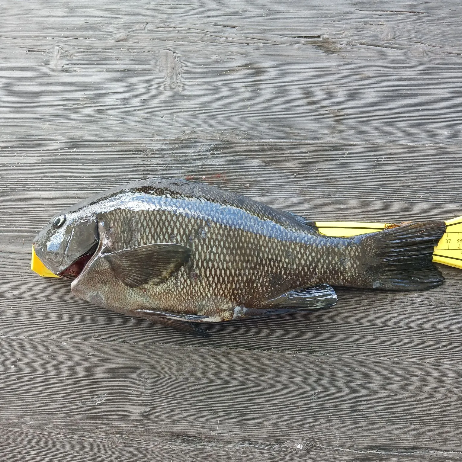 The most recent Black drummer catches on Fishbrain