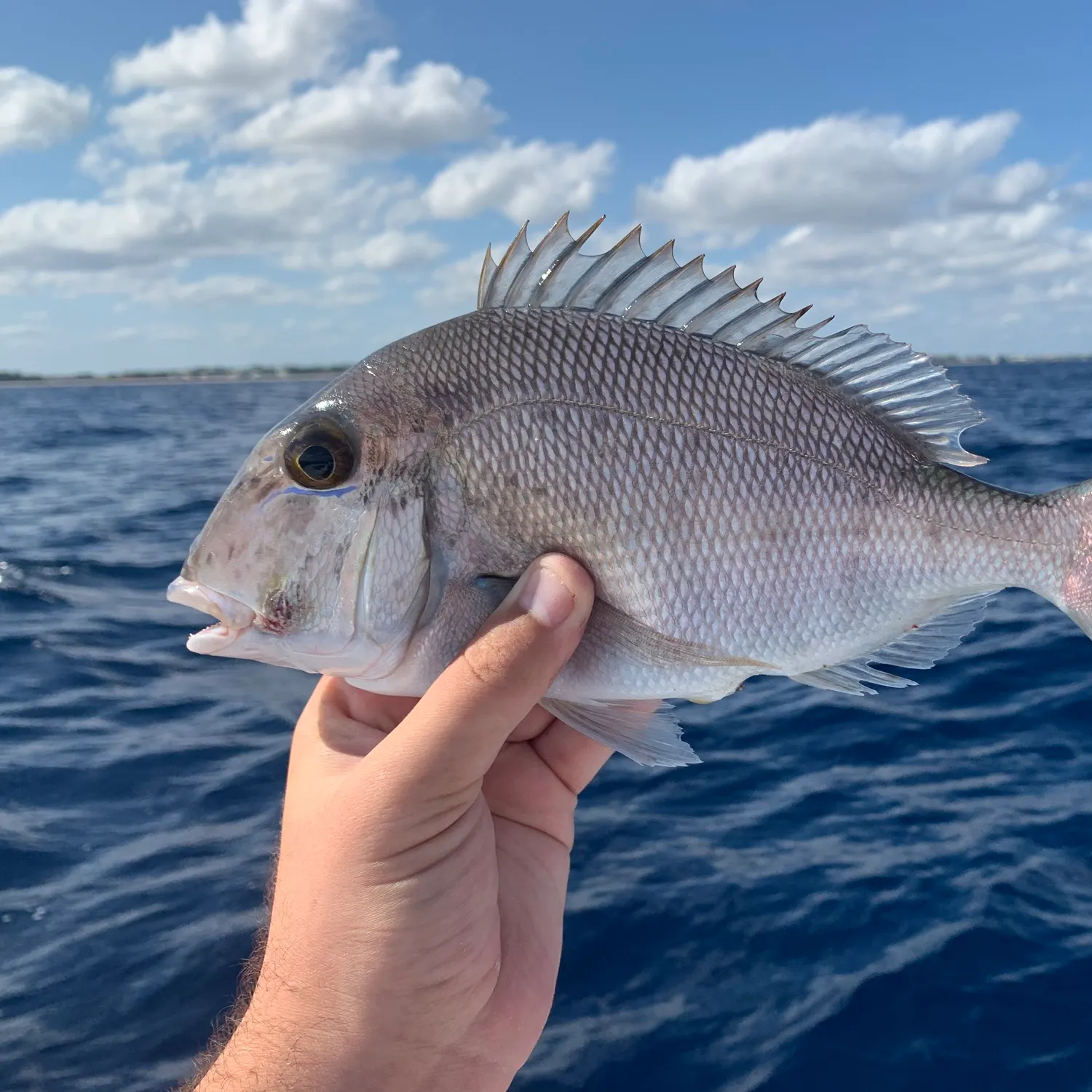 The most recent Saucereye porgy catches on Fishbrain