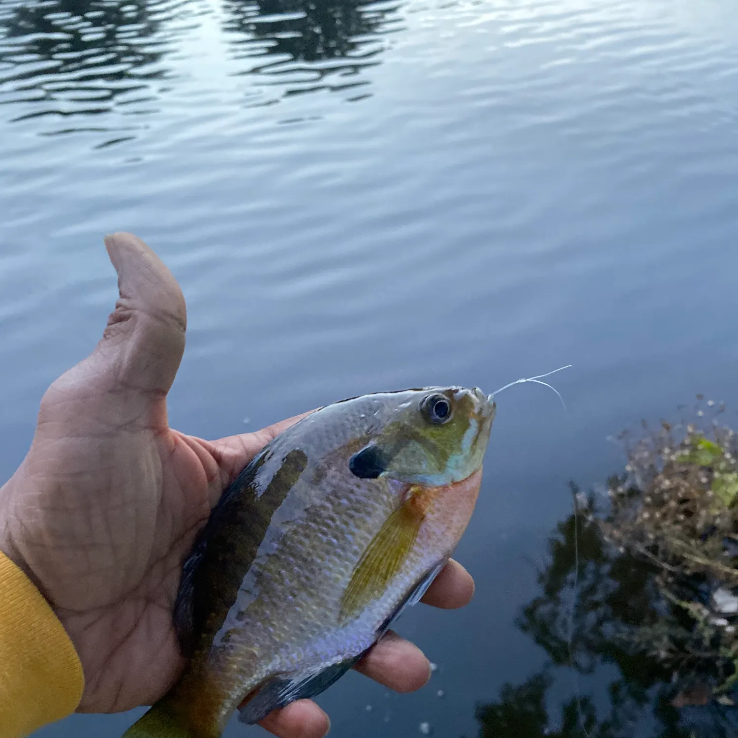 Bluegill caught on Fishbrain