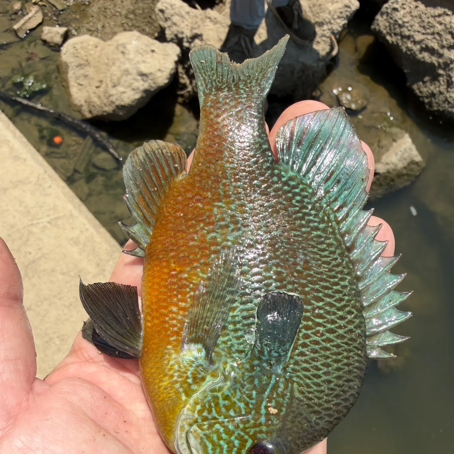 The most recent Longear sunfish catches on Fishbrain