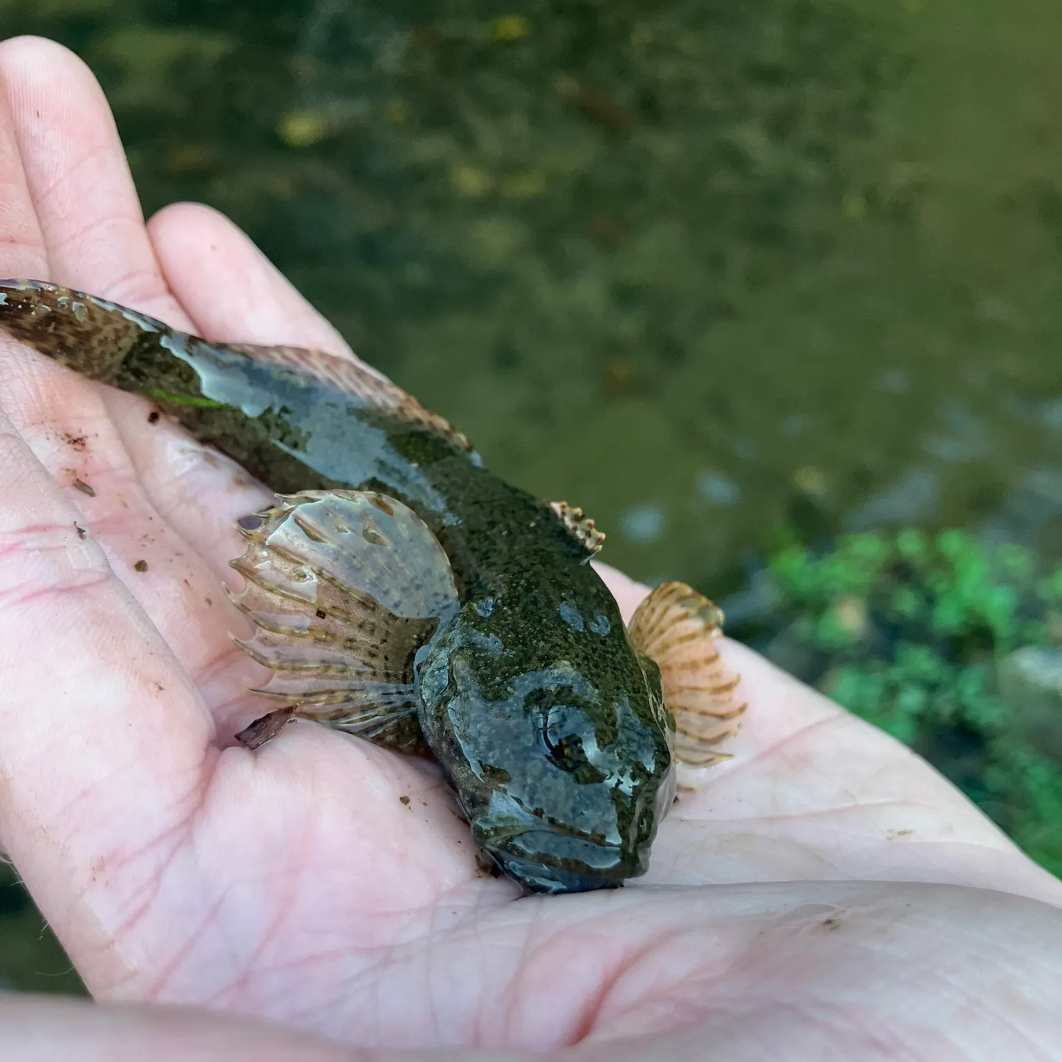 The most recent Mottled sculpin catches on Fishbrain