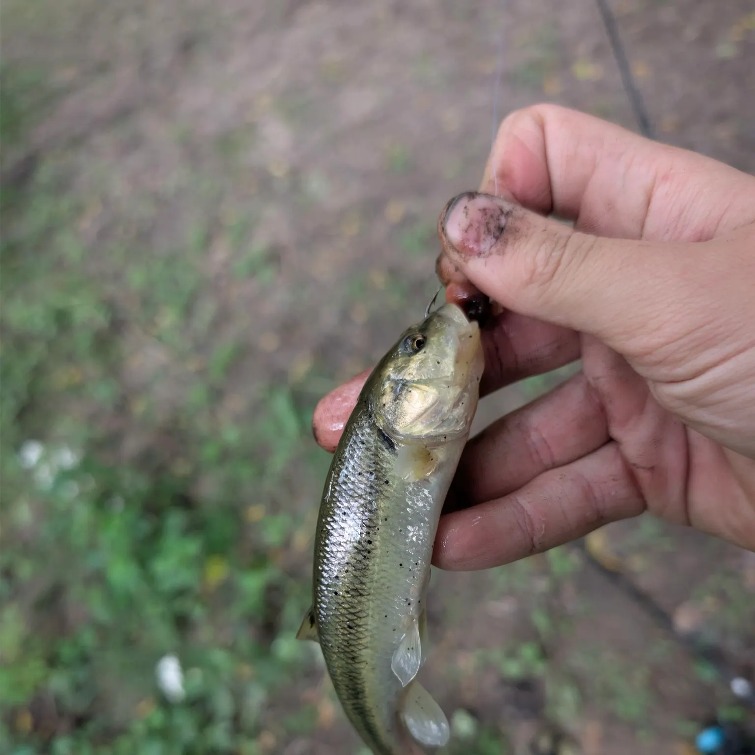 Creek chub caught on Fishbrain