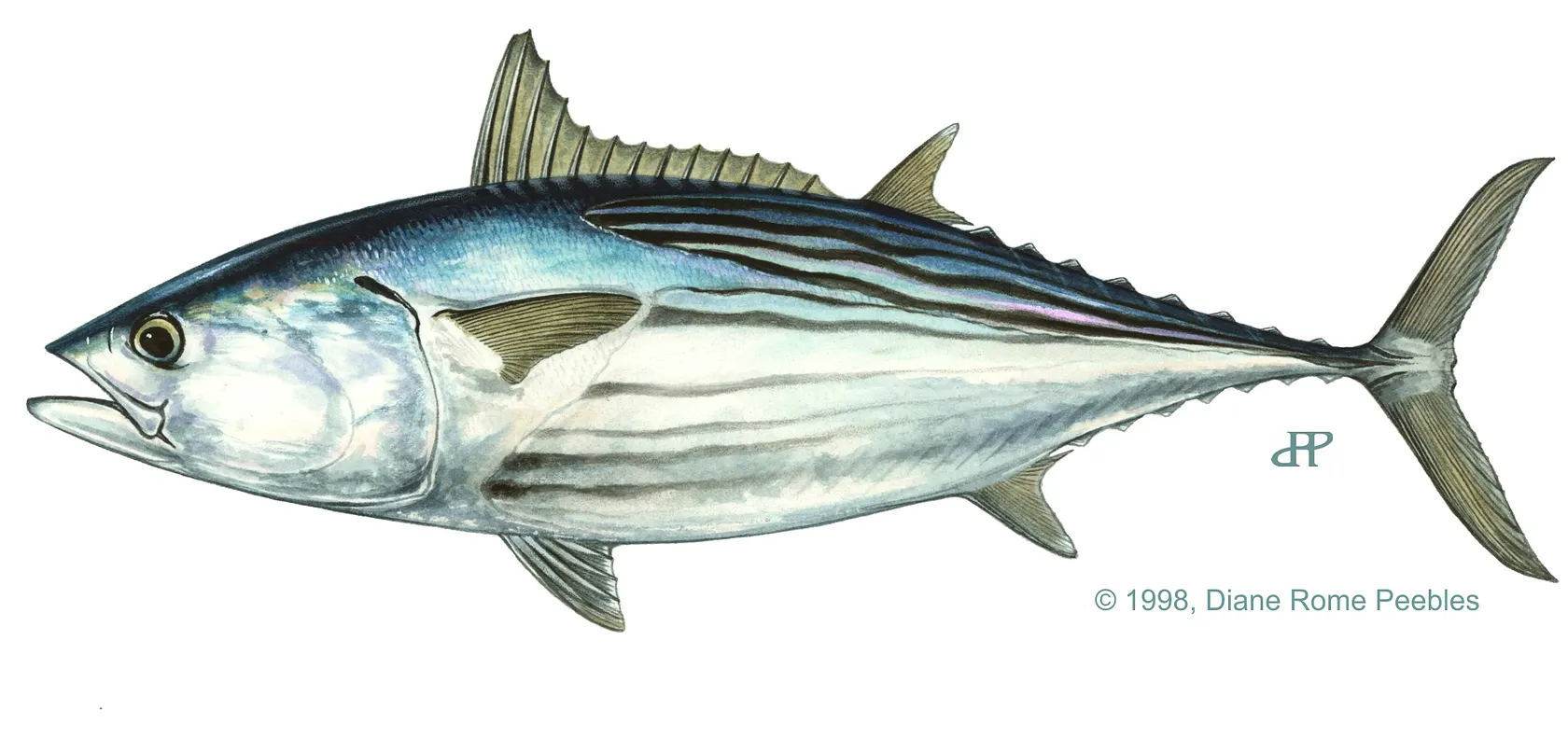 Black skipjack tuna