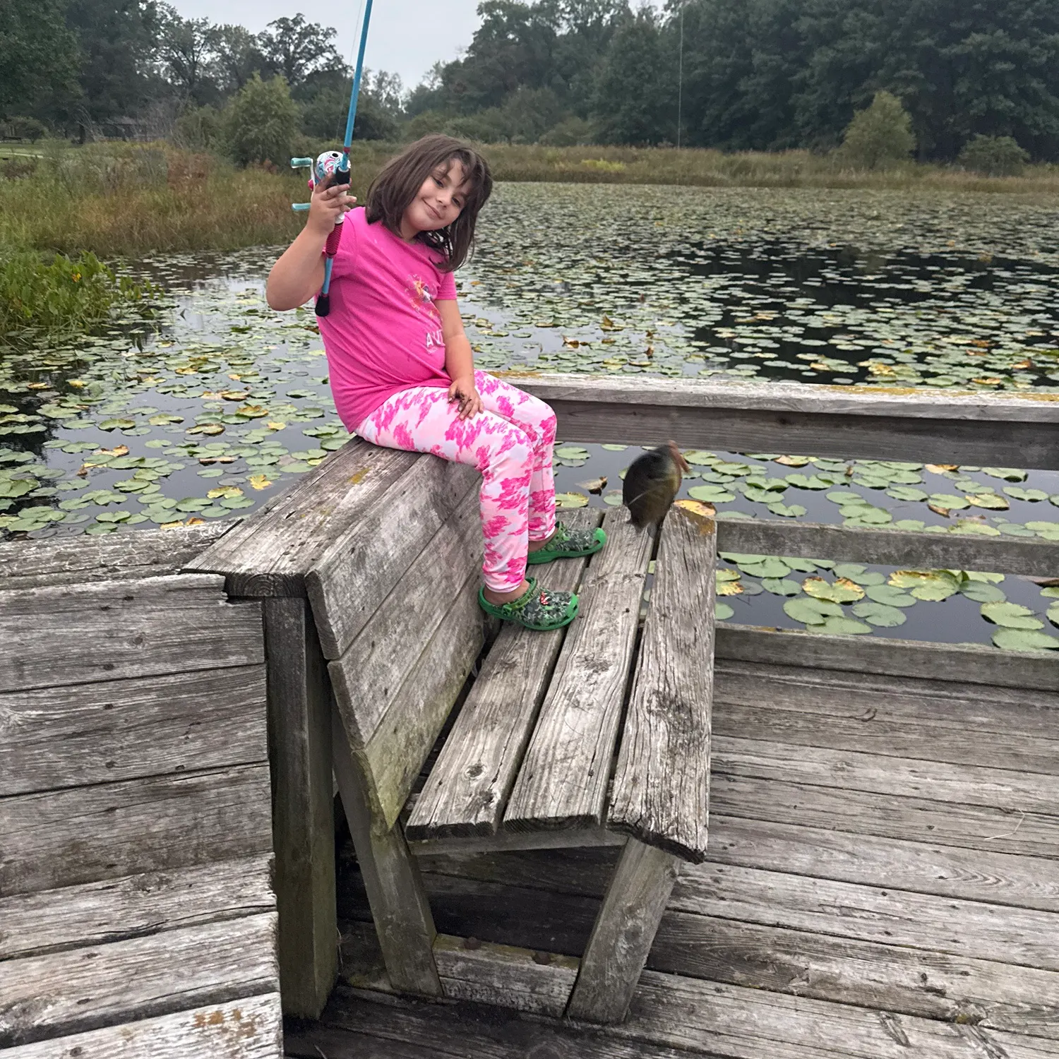 Bluegill caught on Fishbrain