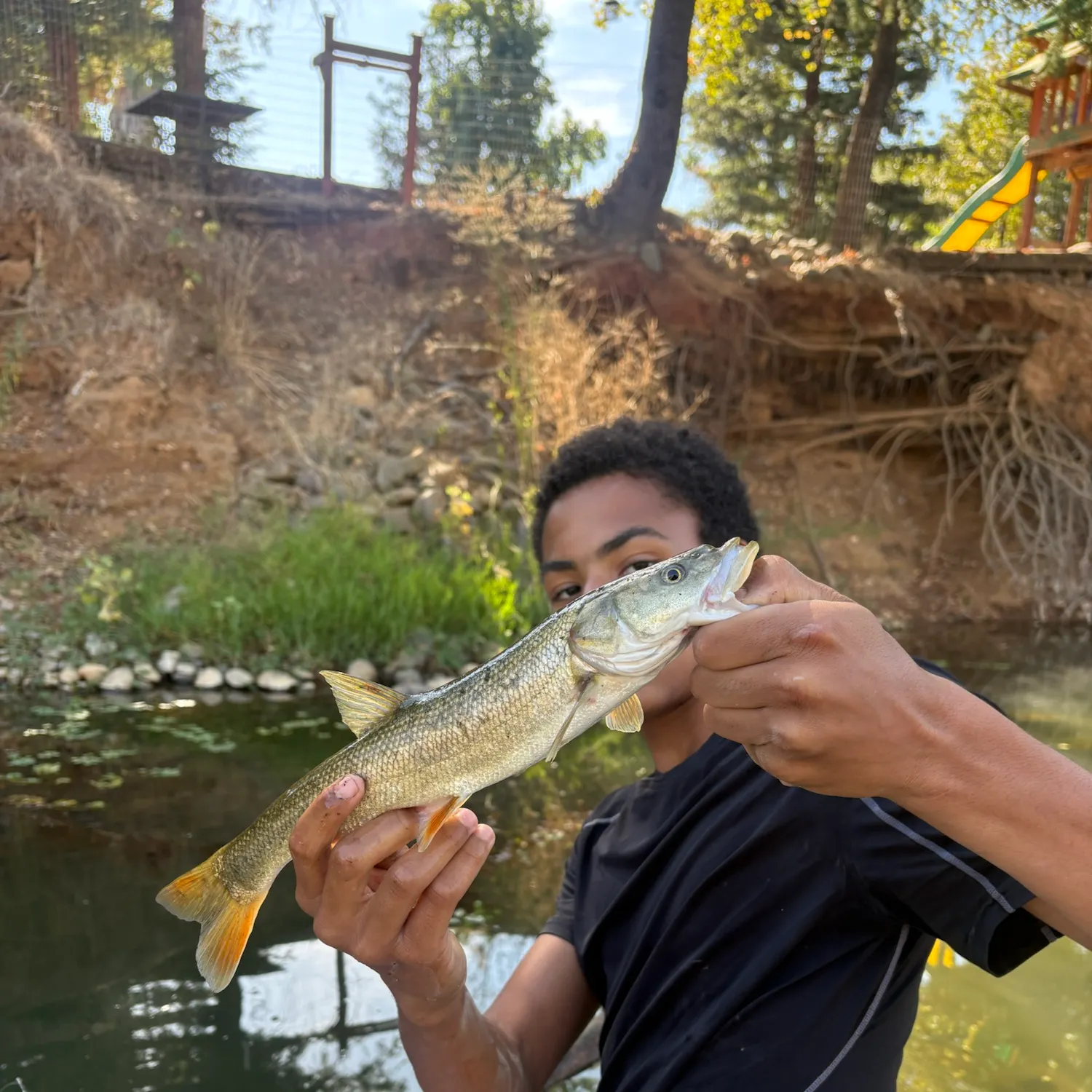 The most recent Sacramento pikeminnow catches on Fishbrain
