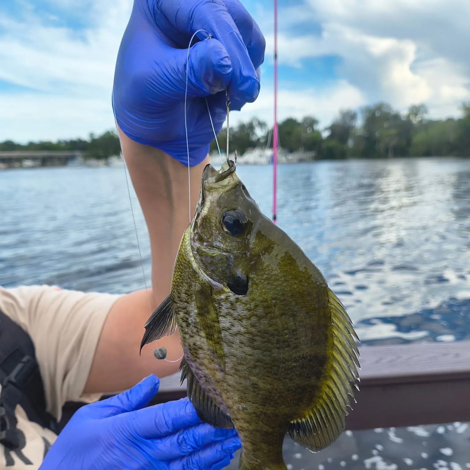 Bluegill caught on Fishbrain