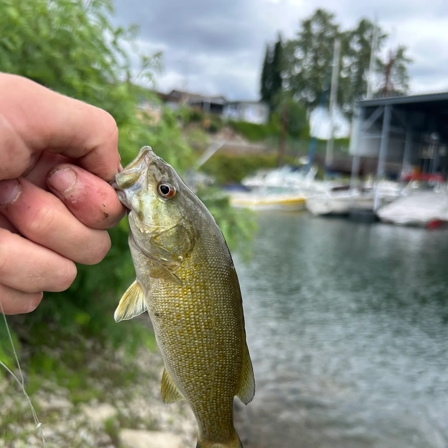 Smallmouth bass caught on Fishbrain