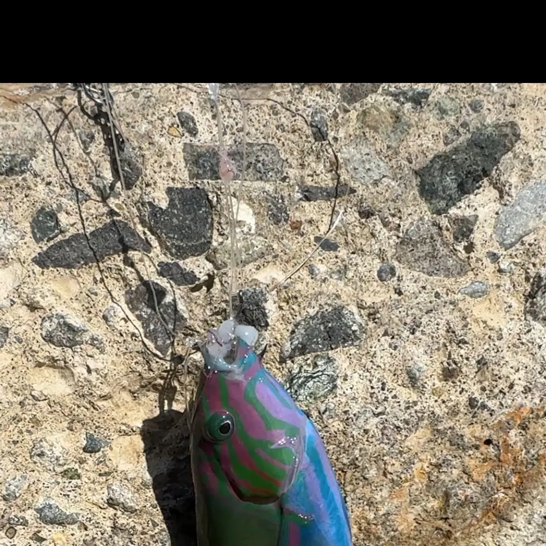 The most recent Moon wrasse catches on Fishbrain