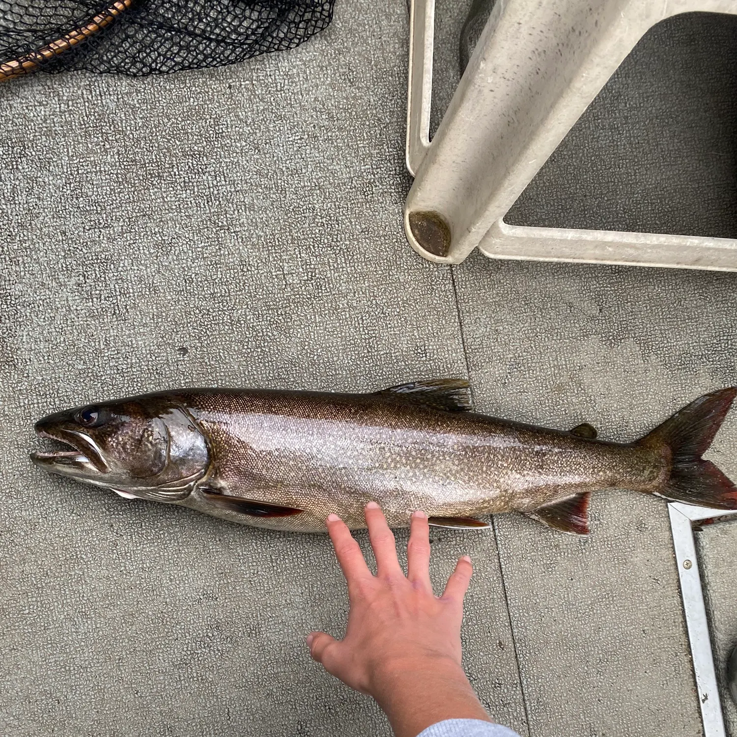 Lake char caught on Fishbrain