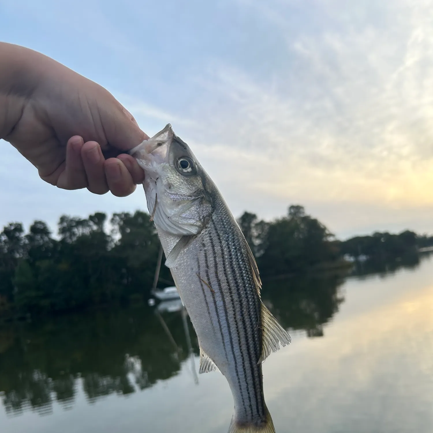 Striped bass caught on Fishbrain