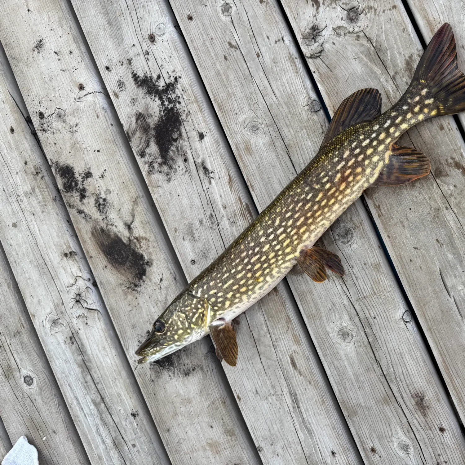Northern pike caught on Fishbrain