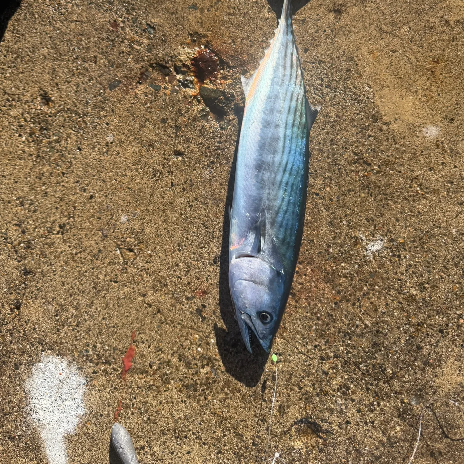 Pacific bonito caught on Fishbrain