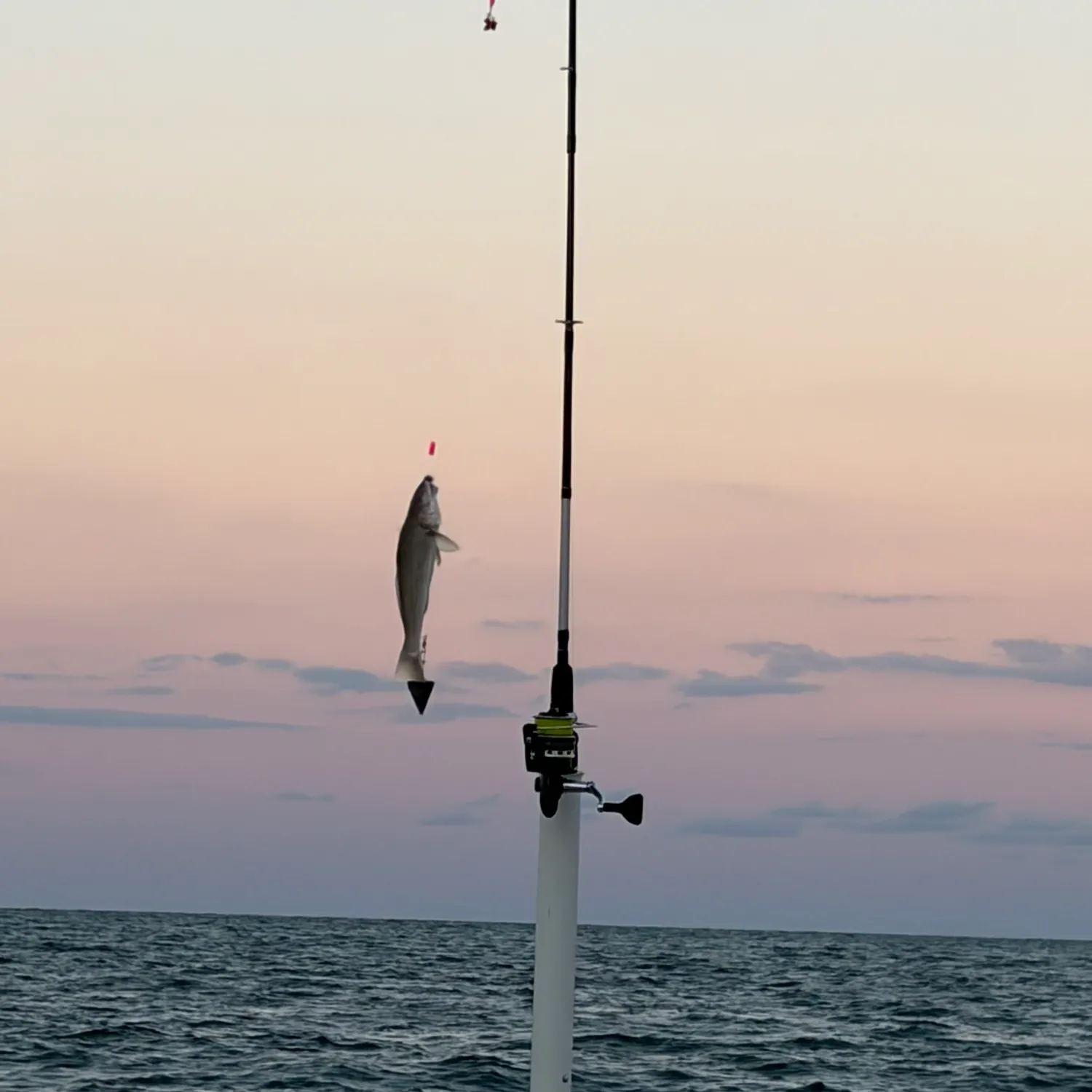 Northern kingcroaker caught on Fishbrain