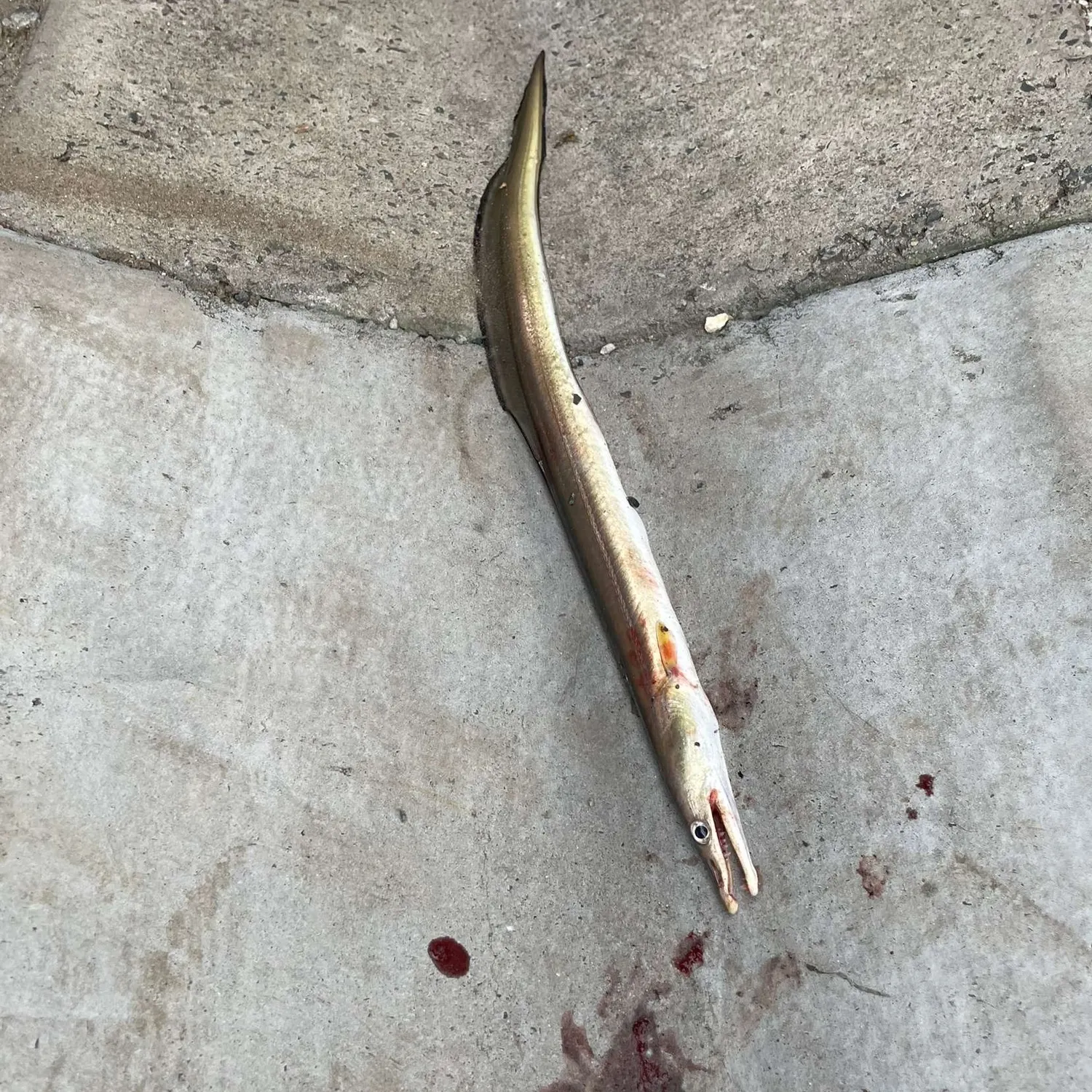 The most recent Common pike conger catches on Fishbrain