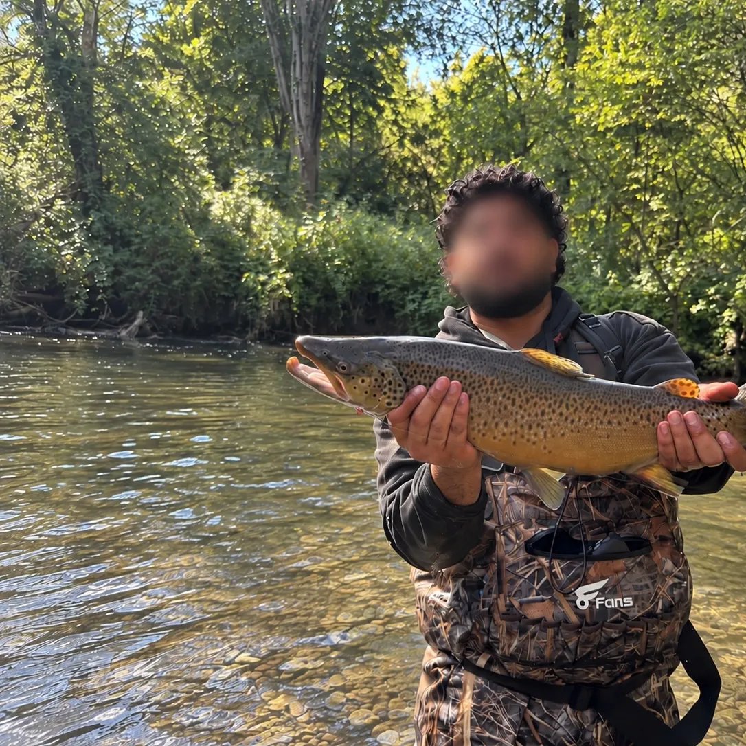 Brown trout caught on Fishbrain
