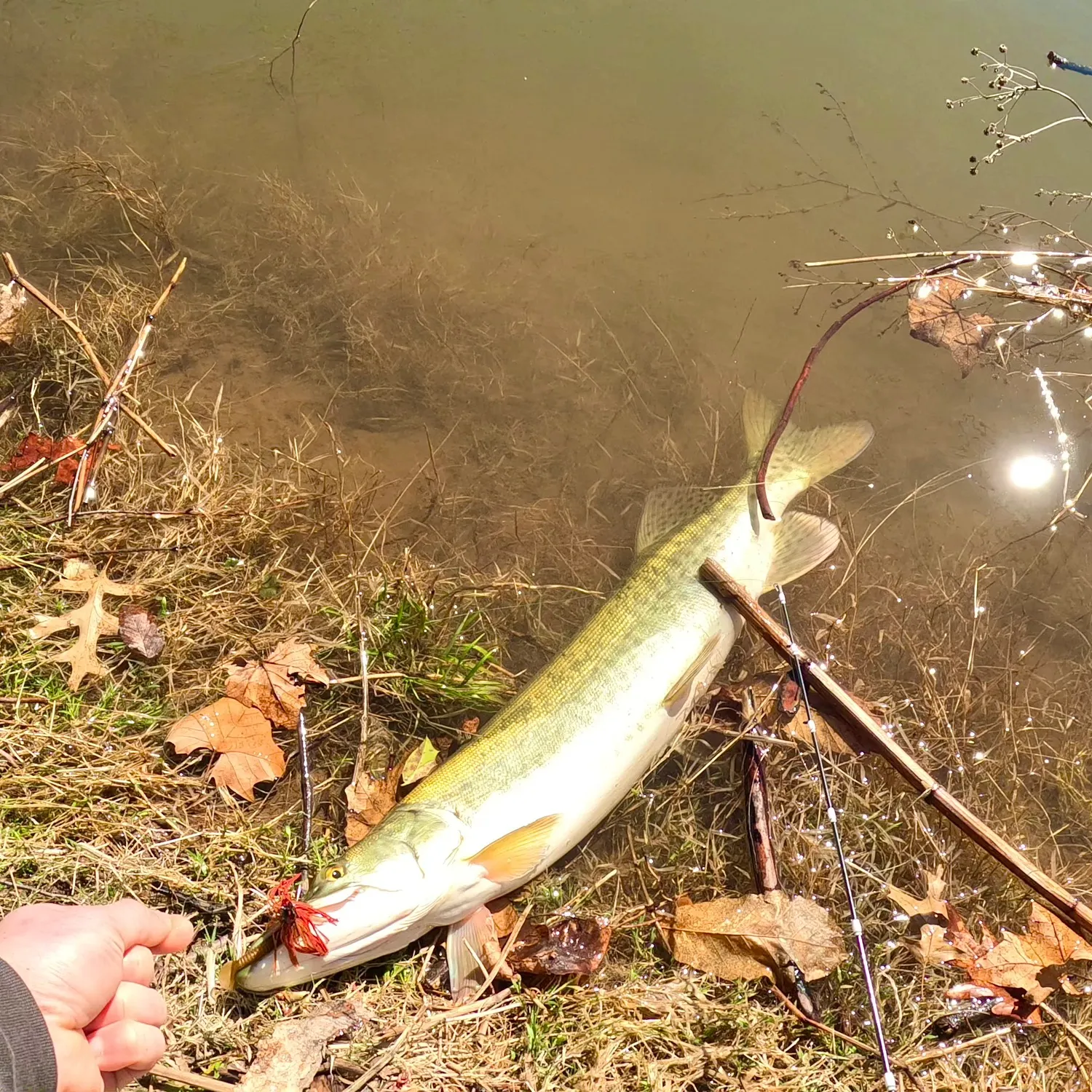 The most recent Muskellunge catches on Fishbrain