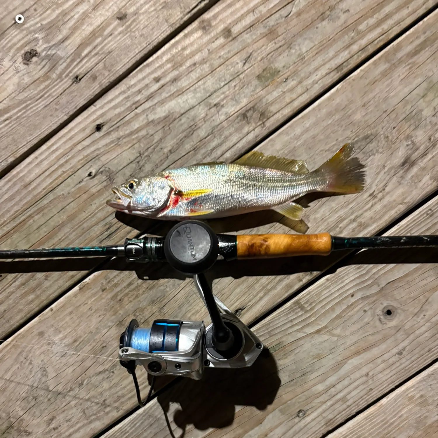 Sand seatrout caught on Fishbrain