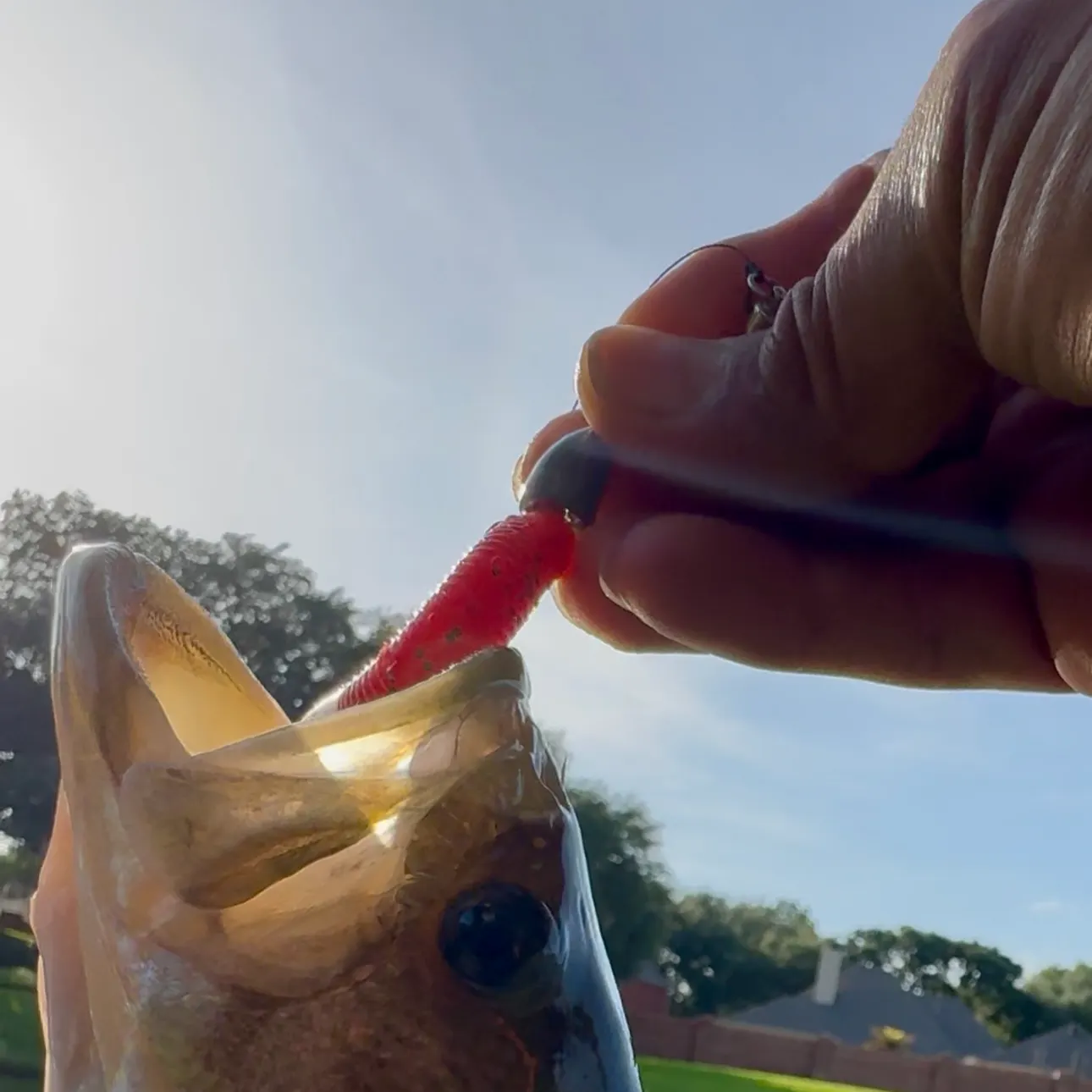 Fish caught on Fishbrain