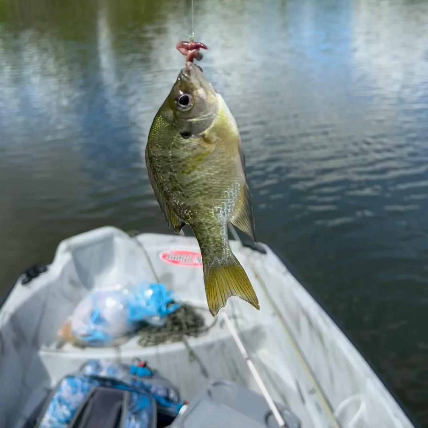 Bluegill caught on Fishbrain