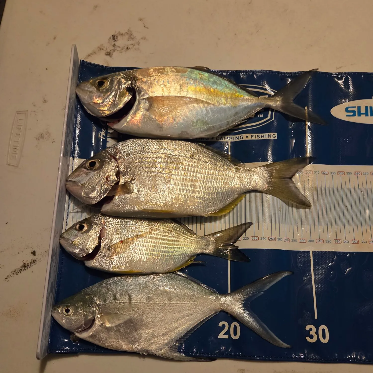 recently logged catches