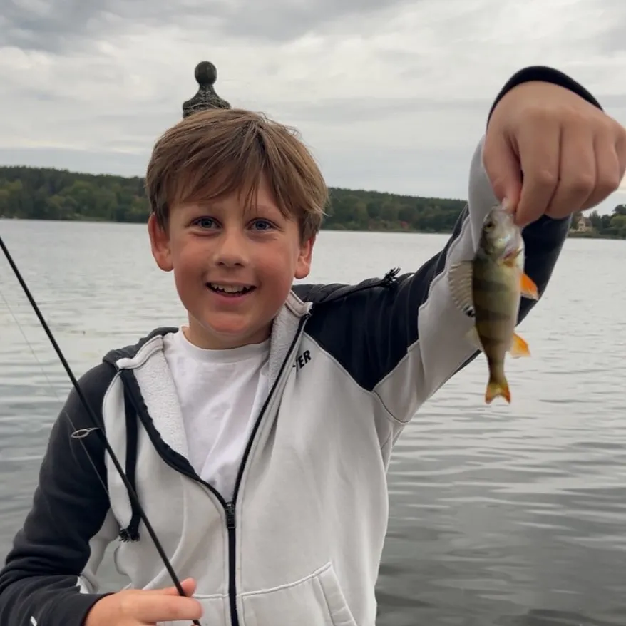 European perch caught on Fishbrain