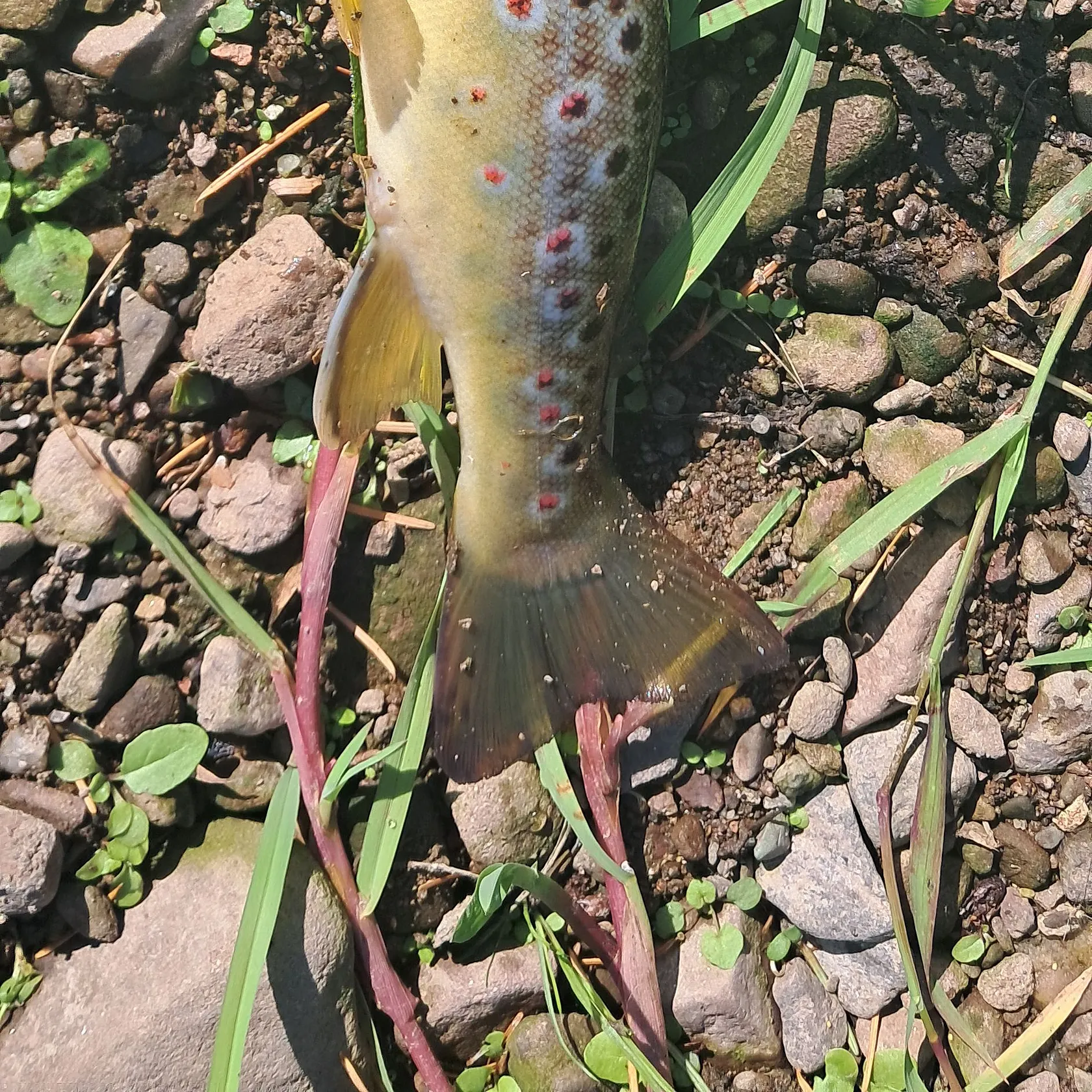 Brown trout caught on Fishbrain